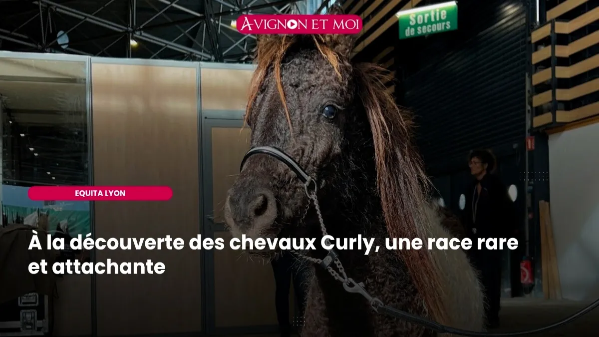À la découverte des chevaux Curly, une race rare et attachante